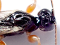 Schizopyga frigida